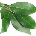 Bay Leaf